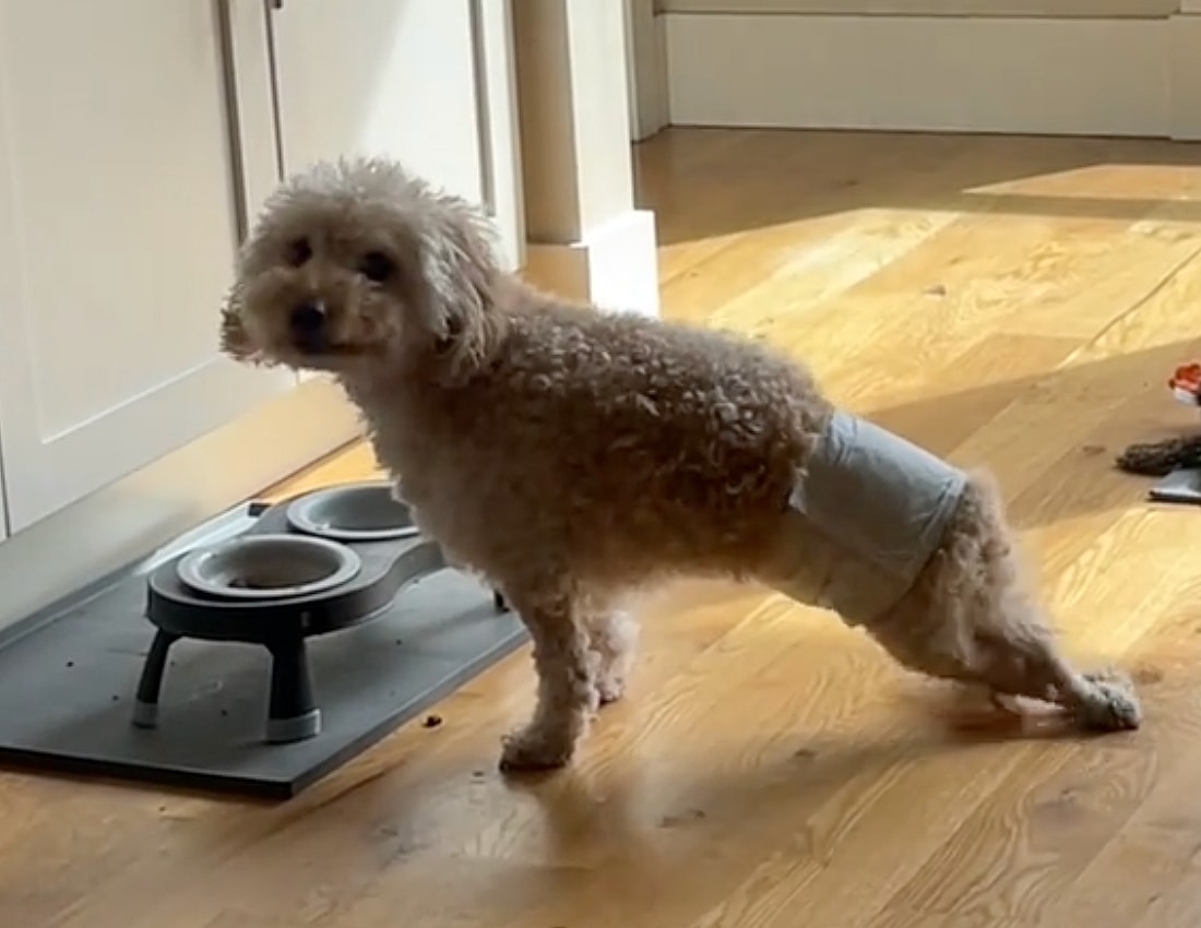 Maltipoo Loses Use of Hind Legs—But What He Does After Months of Therapy Is Unforgettable